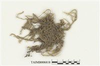 藏品(急尖耳平苔)的圖片